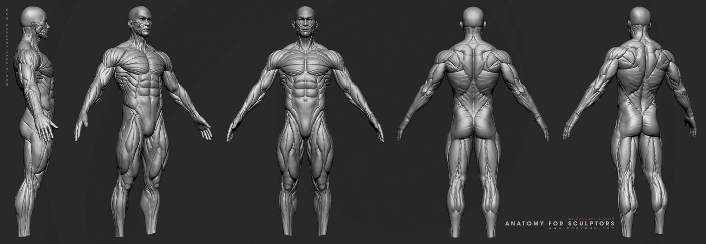 Anatomy for Sculptors - Học 3D cùng Art Director Dương Văn Điệp